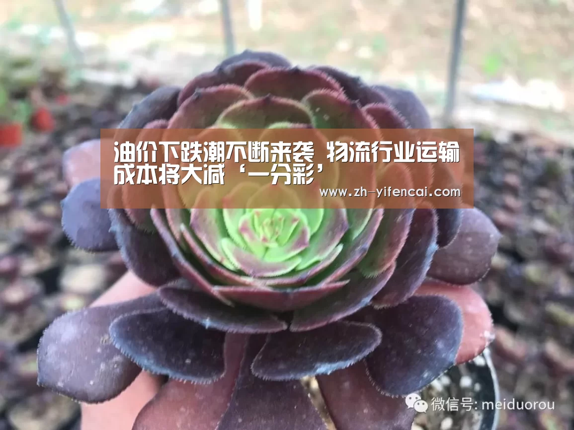 一分彩